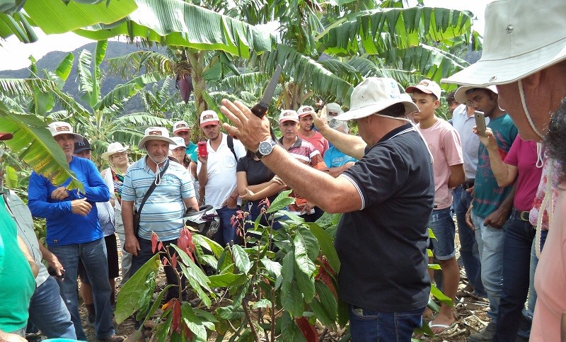 Produtores e produtoras aprendem sobre técnicas de poda do cacaueiro 