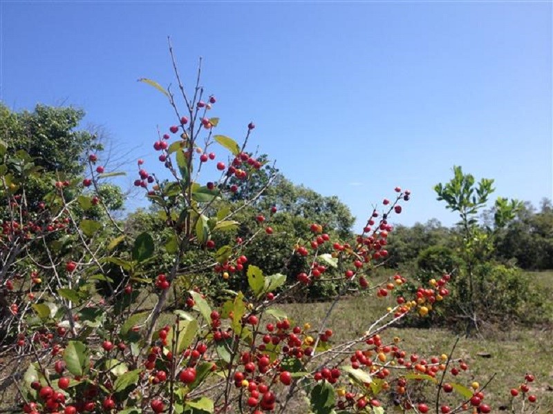 Aroeiras do Riacho: 151 hectares de restinga protegidos com criação de nova Unidade de Conservação