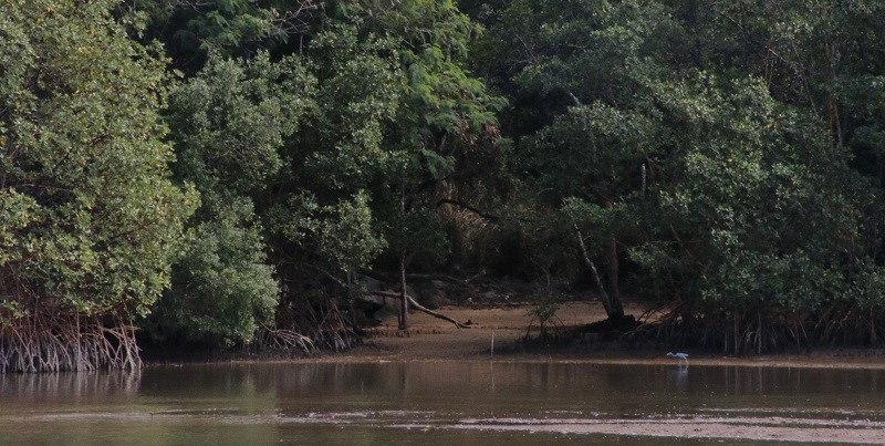 Conselho Municipal de Meio Ambiente cria câmara técnica para recuperação de manguezais