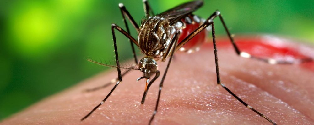 Centro de Controle de Zoonoses alerta que cuidados com Aedes aegypti devem ser redobrados no período de férias